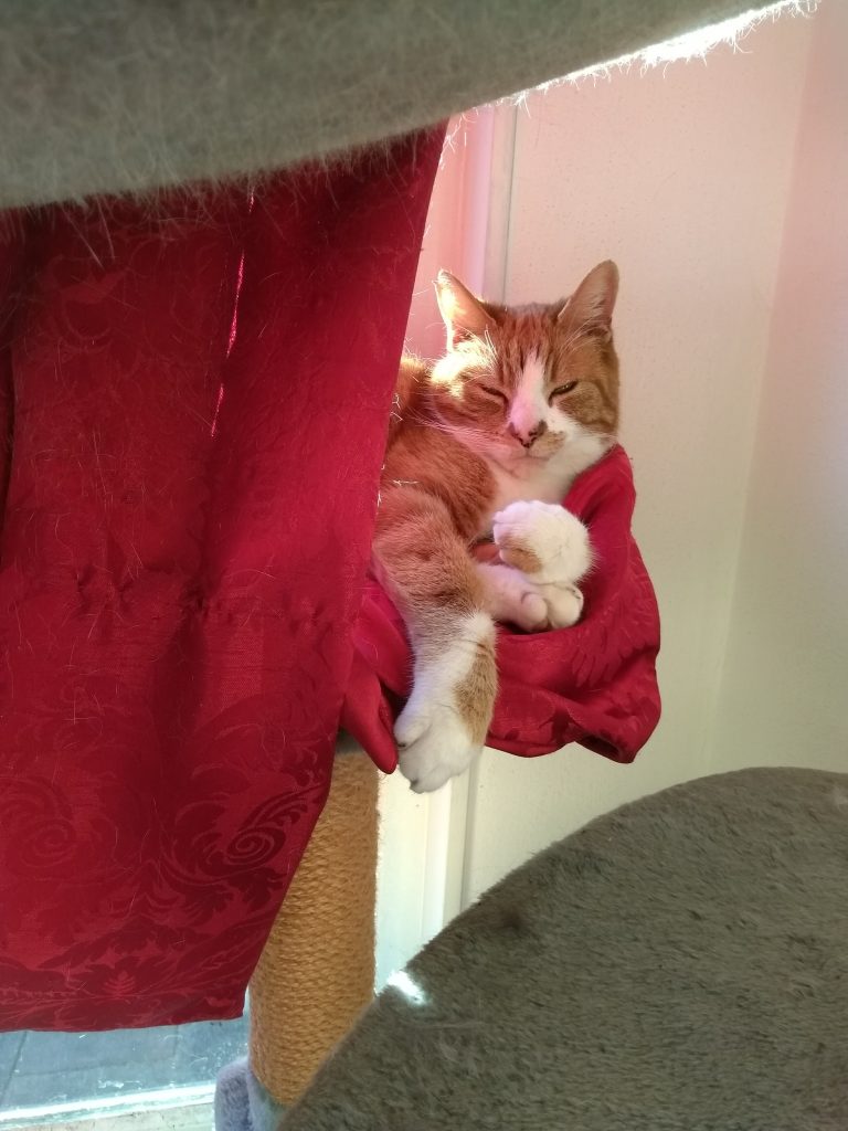 katten gedrag