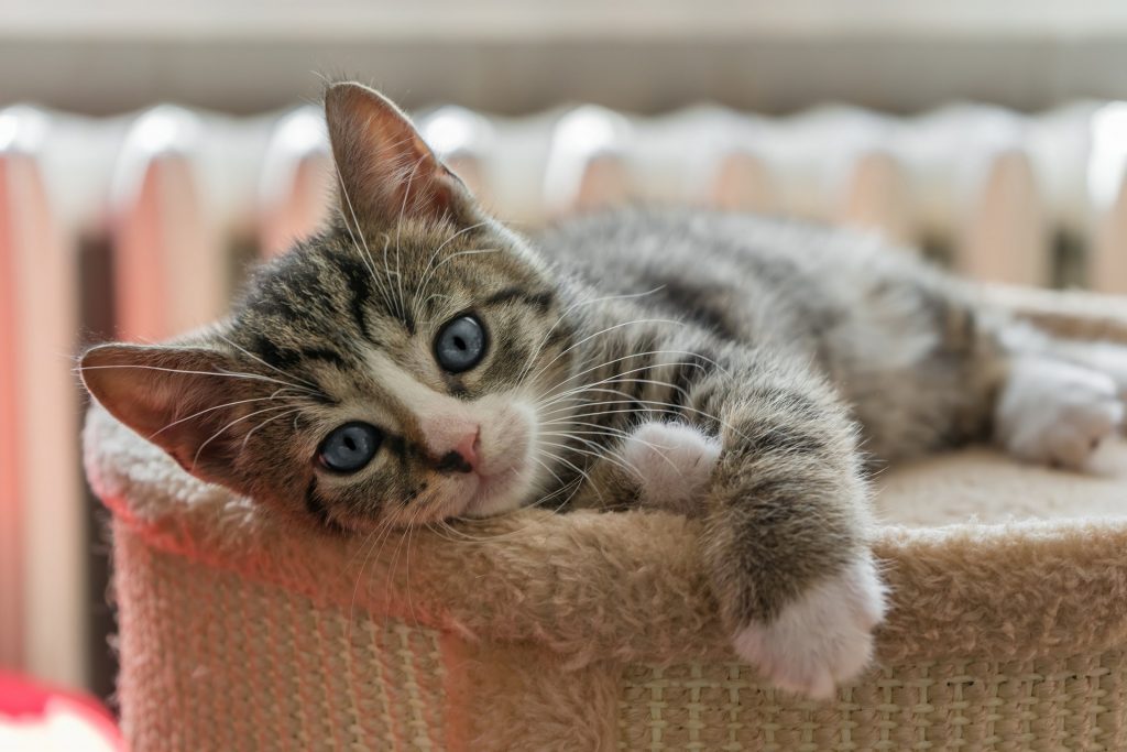 witte sokjes kat
